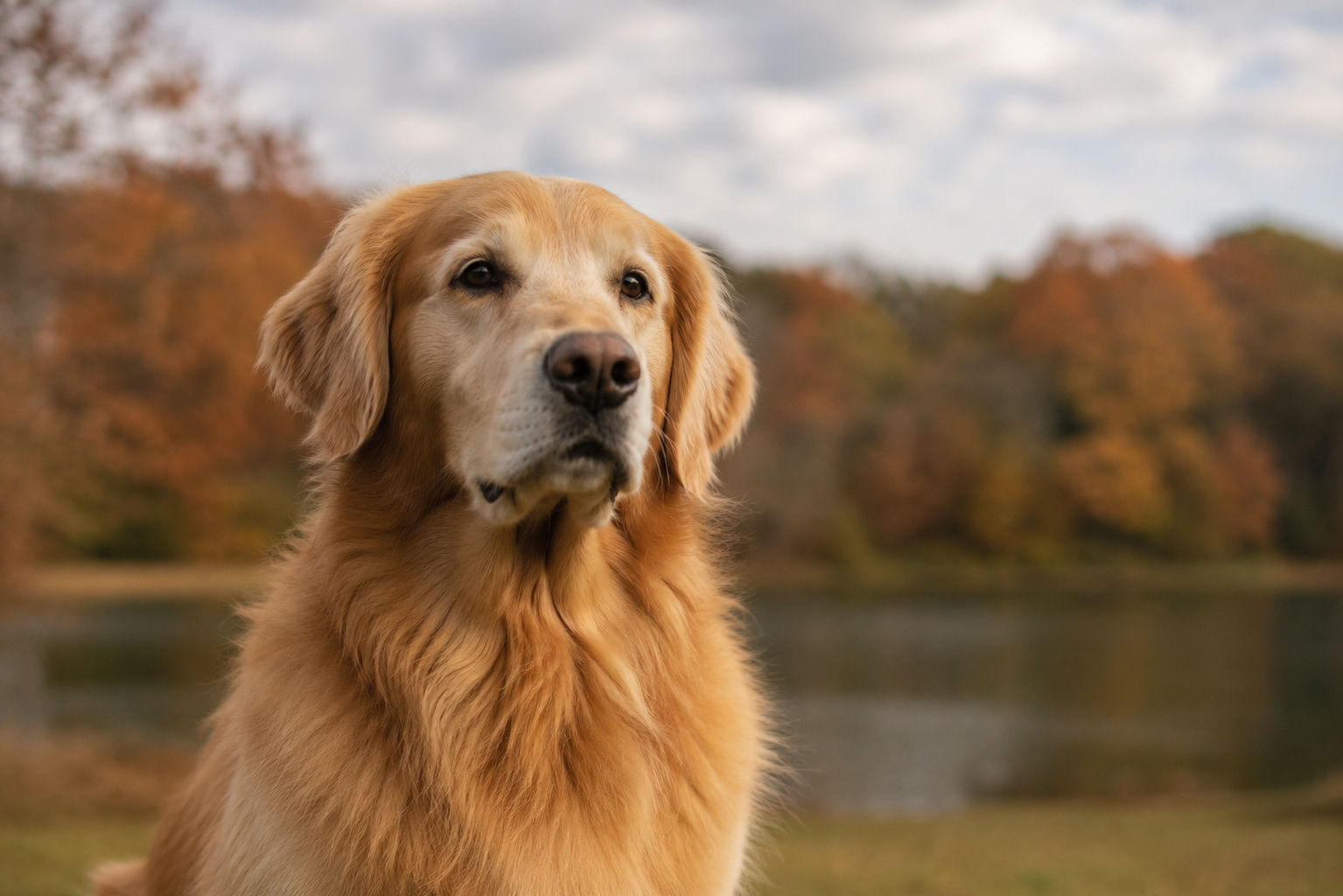 Golden Retriever Portrait Ideas — The Best Art Styles for Your Goldie