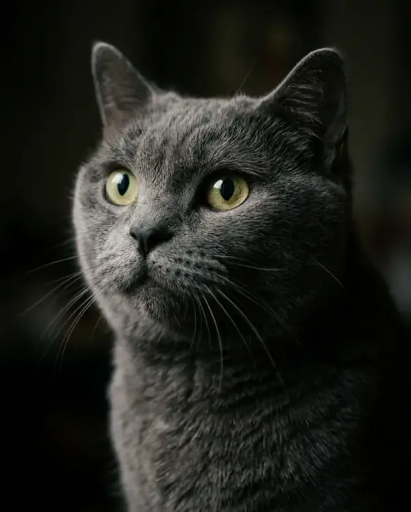 Cinematic Portrait pet portrait style