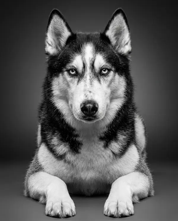 Classic Sharp B&W pet portrait style