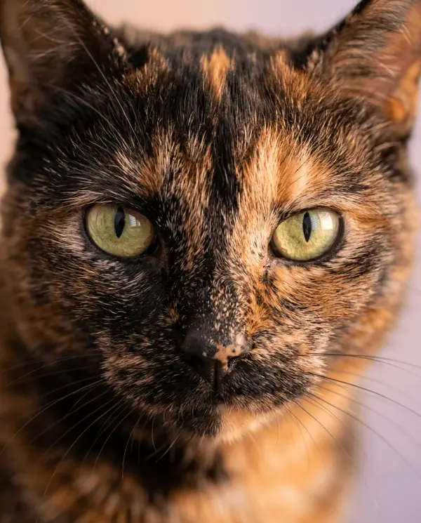 Close-Up Portrait pet portrait style
