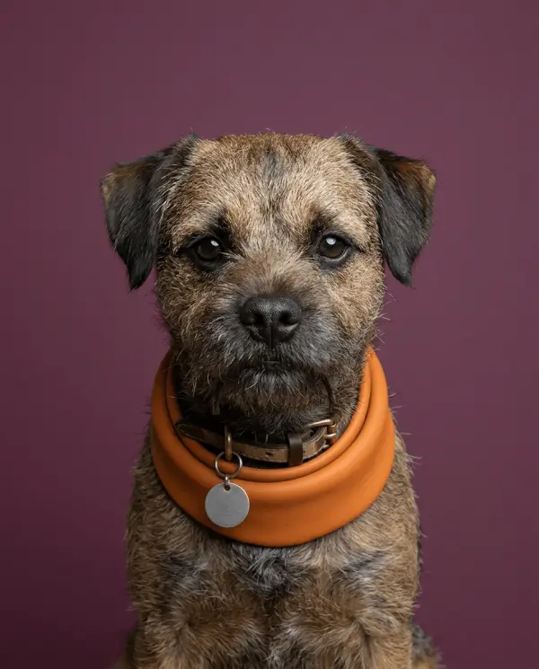 Colour Block Portrait pet portrait style