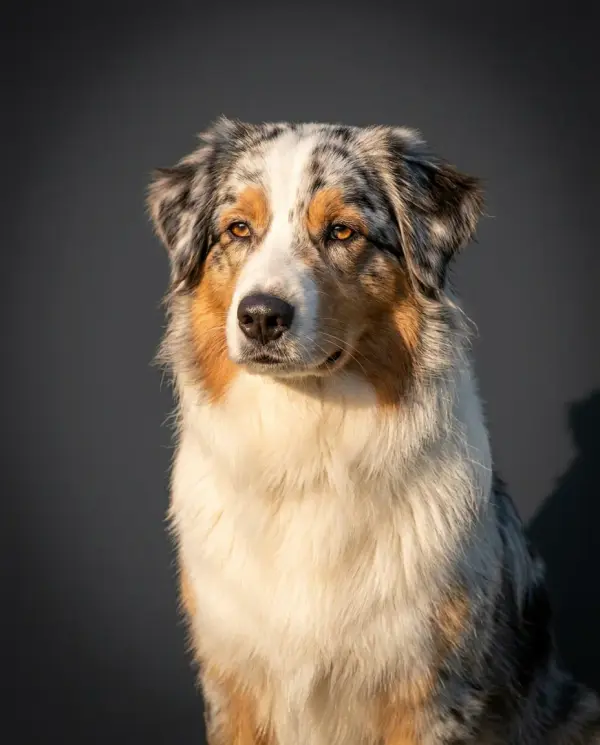 Fine Art Portrait pet portrait style