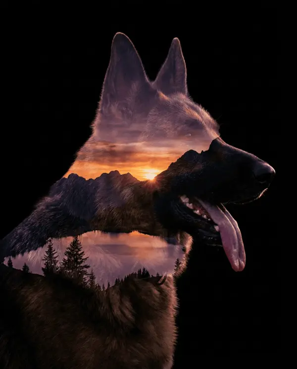 Silhouette + Sunset Portrait pet portrait style