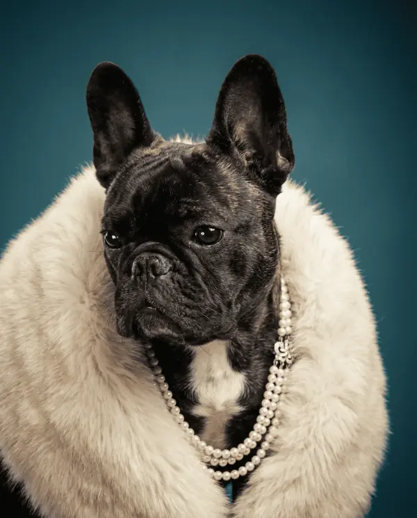 High Glamour Portrait pet portrait style