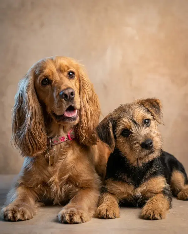 Studio Group Portrait pet portrait style