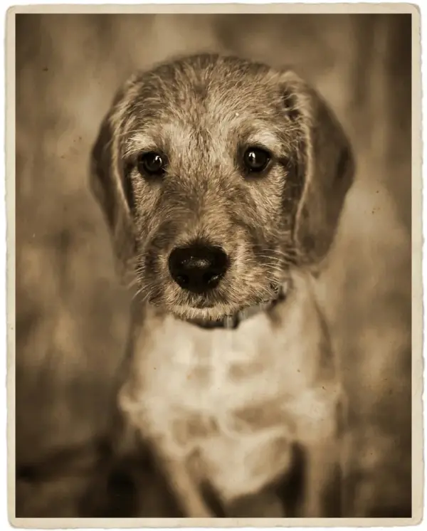 Vintage Portrait pet portrait style