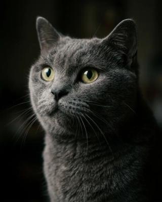 Cinematic Portrait