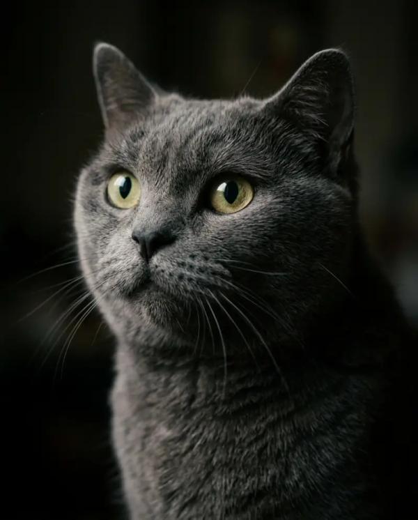 Cinematic Portrait pet portrait style