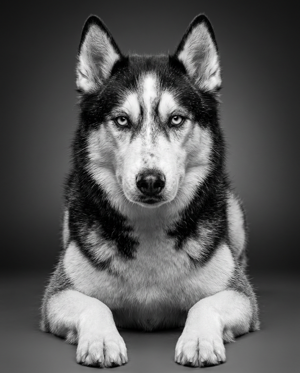 Classic Sharp B&W pet portrait style