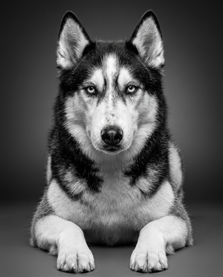 Classic Sharp B&W