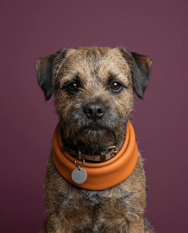 Colour Block Portrait pet portrait style