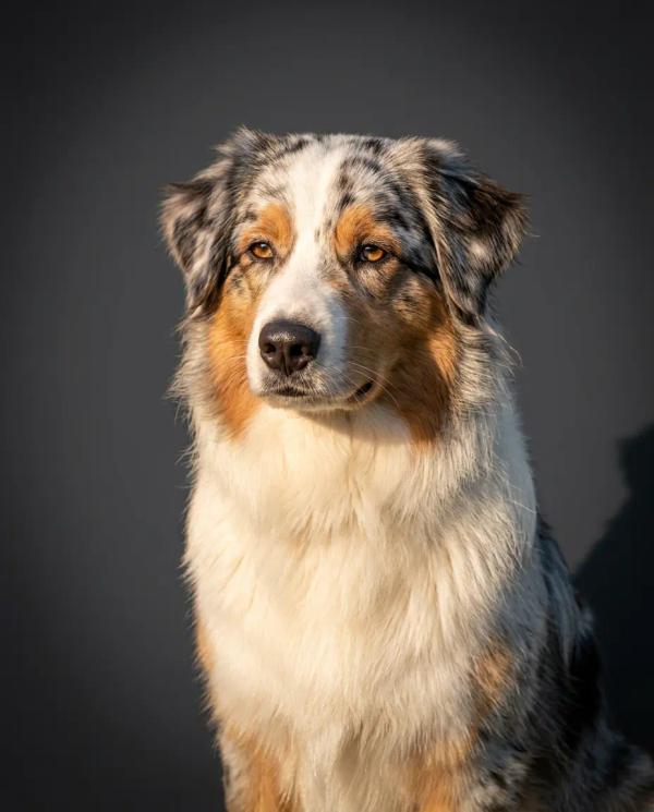 Fine Art Portrait pet portrait style