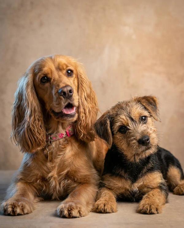 Studio Group Portrait pet portrait style