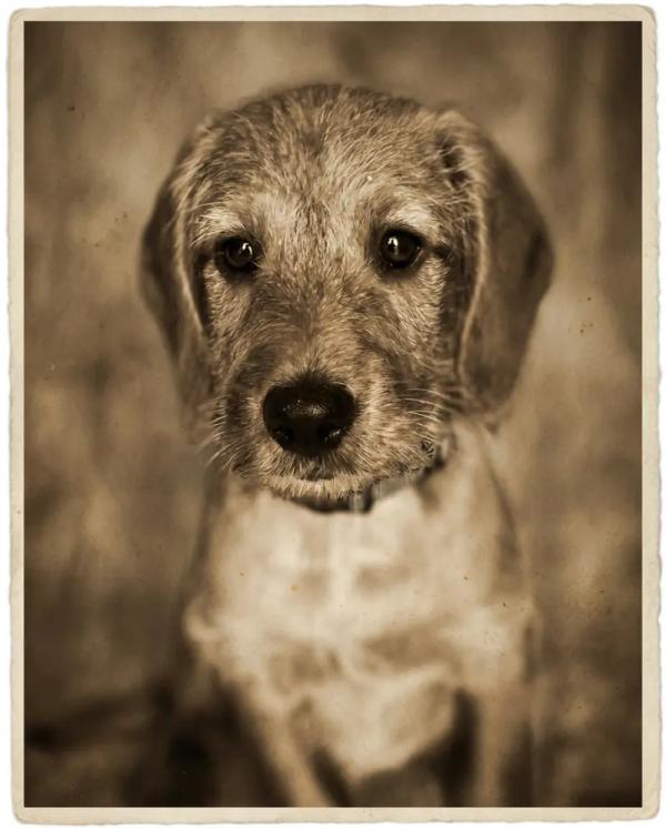 Vintage Portrait pet portrait style